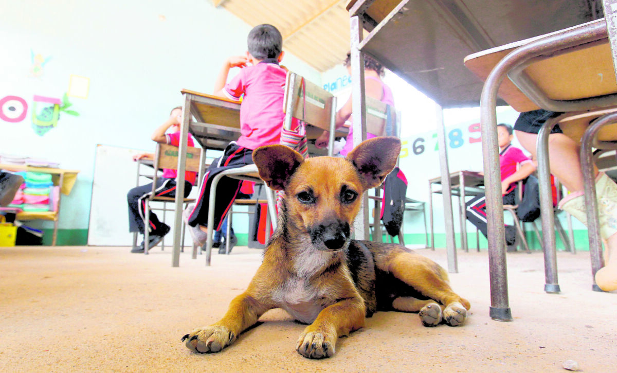 Estudiantes de colegio ahora podrán prestar su servicio social cuidando perritos La Alcaldía Mayor de Bogotá brinda la oportunidad para que los estudiantes de colegios públicos y privados que deben prestar su servicio social, lo puedan hacer con el Instituto de Protección y Bienestar Animal (IDPYBA).