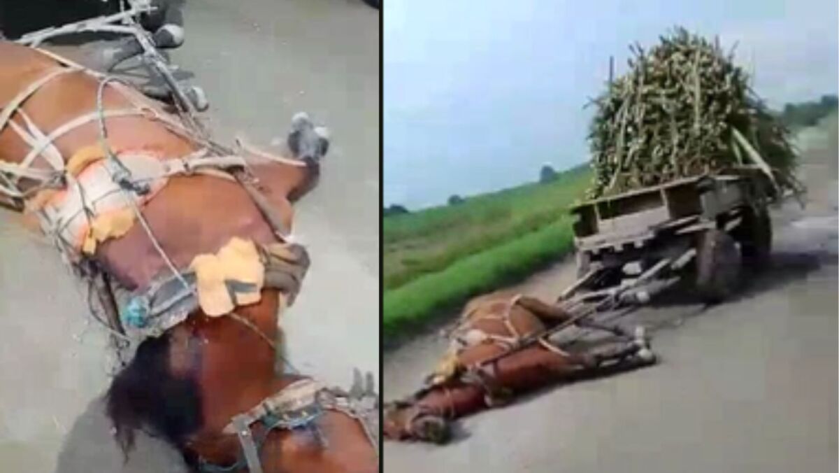 Indignación por la muerte de un caballo: le dispararon y lo dejaron en la vía En confusos hechos fue asesinado un caballo en plena vía. El animal apareció con un disparo en el cuello en el municipio de Palmira, Valle del Cauca.