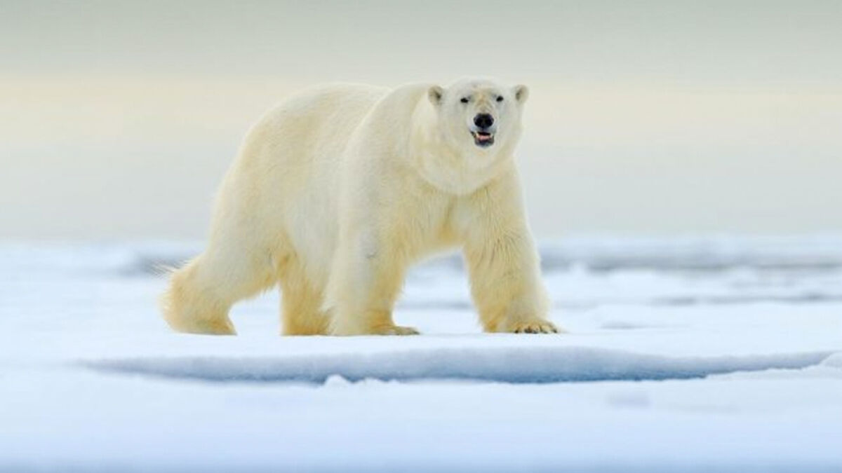 Oso polar mató a una mujer y su pequeño hijo de un año Una terrible tragedia vivieron los habitantes de una pequeña aldea en Alaska, tras tener que presenciar el ataque de un oso polar.