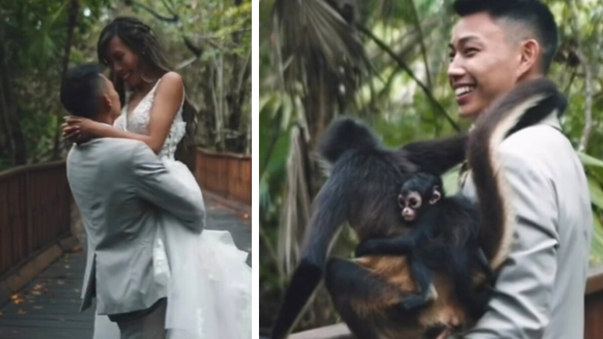 ¡Qué ternura! Simia interrumpió la sesión de fotos en un matrimonio Una mamá simia y su cría decidieron sorprender a Sophie U. Ngo y su esposo mientras hacían la sesión de fotos de su matrimonio. 