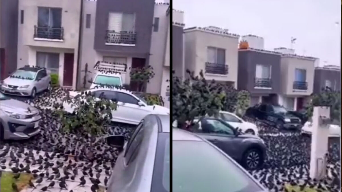 En video: inquietante comportamiento de cuervos en Japón En la calle, en los ventanales, sobre los carros y hasta en los techos se posó una bandada de pájaros en Kyoto, una ciudad en Japón. 