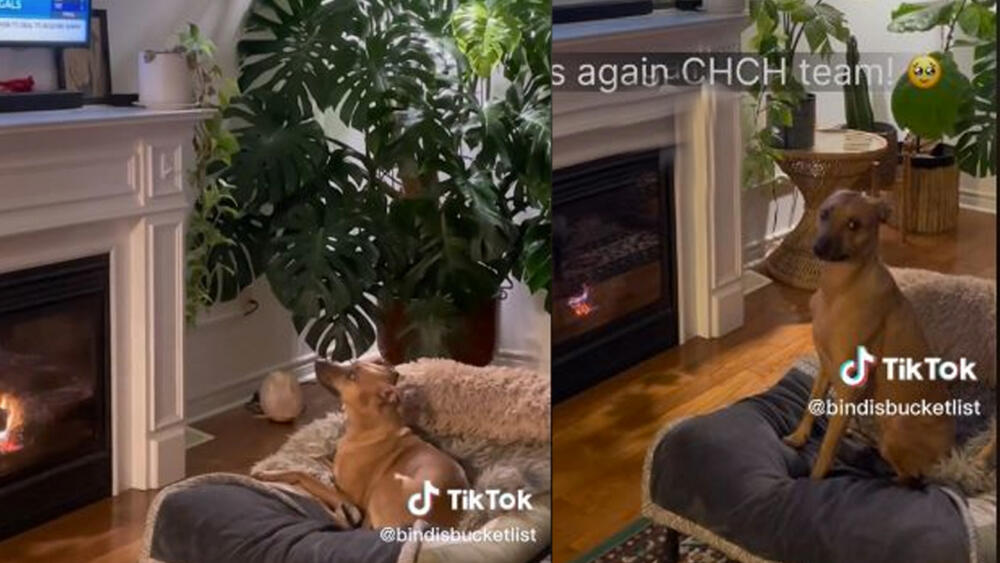 En video: La reacción de un perro al ver noticias en televisión Bindi es una perrita estadounidense que ha causado conmoción en las redes sociales, tras viralizarse los videos mientras ve noticias.