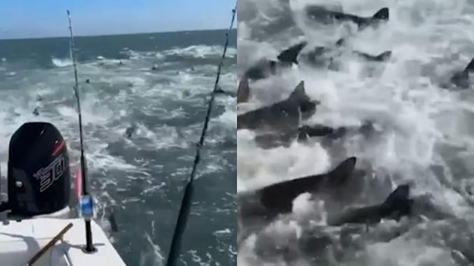 EN VIDEO: Momento en el que un grupo de tiburones devora un cardumen de peces Los tiburones llegaron por docenas para devorar desesperadamente el grupo de peces.