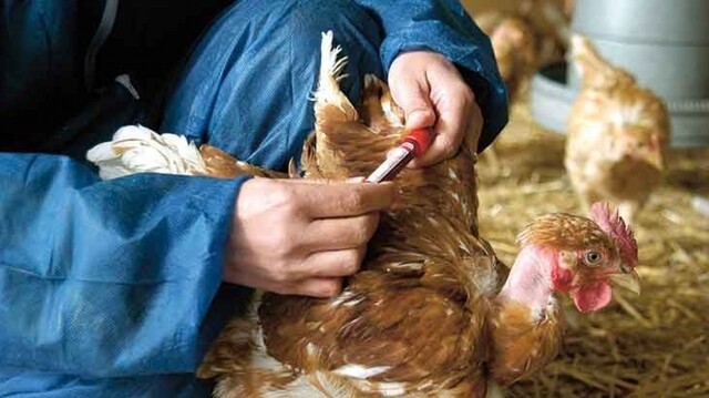 Colombia no reporta en el momento casos de gripe Aviar en humanos EI Instituto Nacional de Salud de Colombia (INS), informó a través de un comunicado que no hay casos de gripe aviar en humanos en ninguna zona del país.