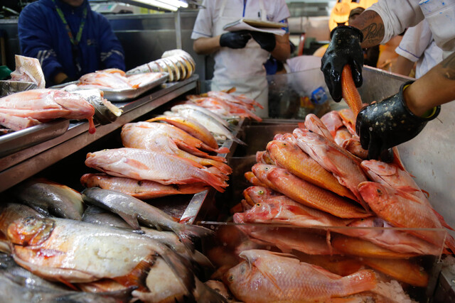 30 mil toneladas de pescado están listas para la Semana Santa Durante la temporada de Semana Santa se espera una comercialización de pescado en Colombia entre las 28.000 y 30.000 toneladas de pescado, según informó el Ministerio de Agricultura y la Autoridad Nacional de Acuicultura y Pesca (Aunap).