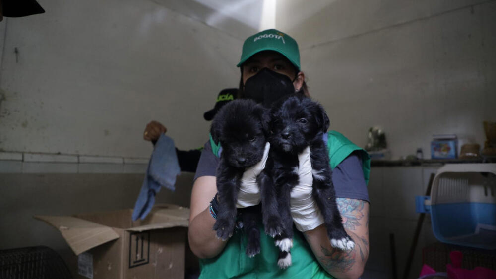 Se rescataron 170 animales que iban a ser comercializados En las últimas horas 170 animales que iban a ser comercializados, fueron rescatados en Bogotá.