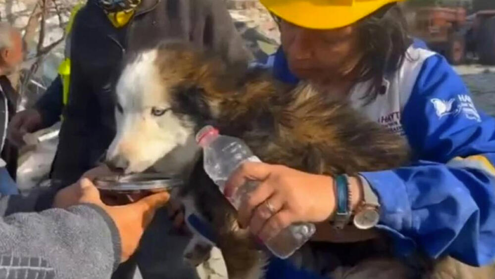 VIDEO: Rescatan a perro en Turquía tres semanas después del terremoto Rescatistas lograron extraer con vida a un perro de un edificio colapsado en el sur de Turquía, tres semanas después del mortal terremoto magnitud 7,8, informó el jueves la prensa local.