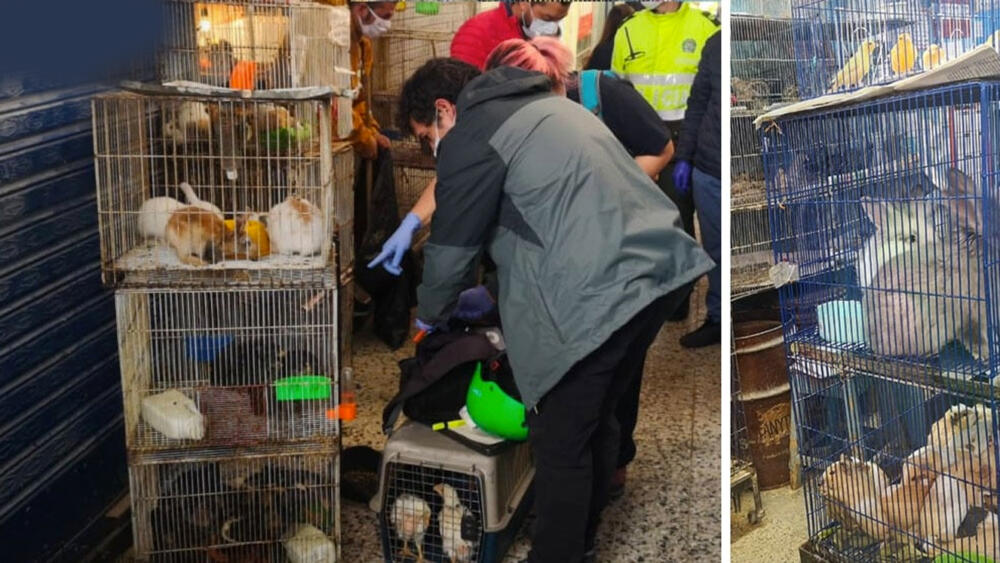 Venden animales silvestres en plaza de mercado de Bogotá Se conoció que en la plaza de mercado del Restrepo comercializan animales silvestres entre $100.000 y $200.000 pesos.