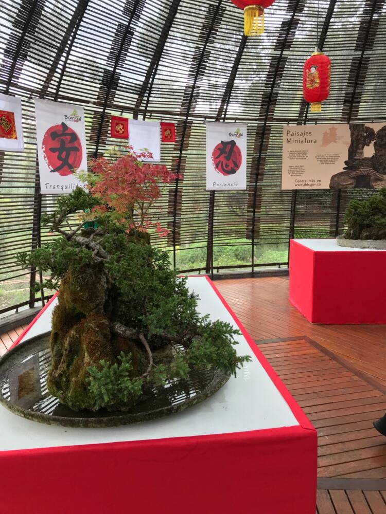 Este viernes inicia la exposición de bonsáis en el Jardín Botánico La III Exposición de Bonsáis 2023 Jardín de Oriente, uno de los eventos más esperados por coleccionistas, expertos, aficionados de la jardinería miniaturase, se realizará del 17 al 20 de marzo en el Jardín Botánico de Bogotá.