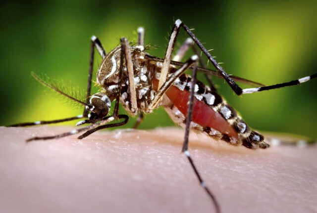 ¡Pilas! alerta por incremento de casos de Dengue En los últimos días se generó una gran alerta en el país por un incremento en los casos de Dengue.