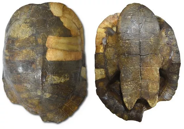 Hallan el fósil más antiguo de Sudamérica en el Desierto de la Tatacoa Se halló el fósil más antiguo de una tortuga en el Desierto de la Tatacoa.