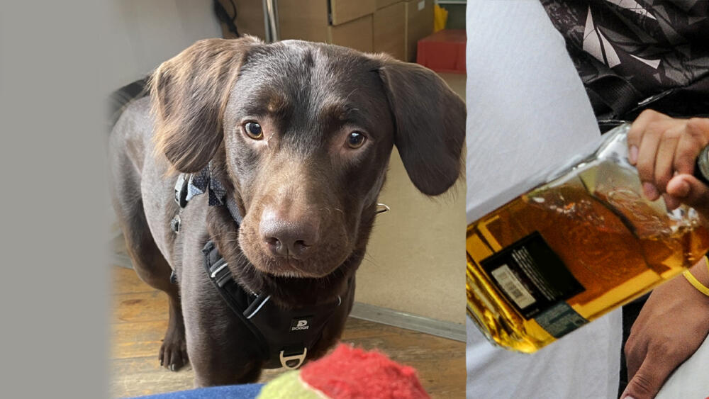 Coco, el perro diagnosticado con alcoholismo Coco es un labrador que está recibiendo tratamiento para combatir una adicción con el alcohol.