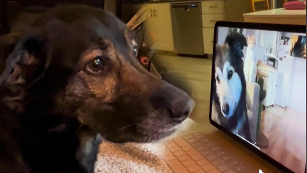 Conmovedor encuentro de dos perritos por videollamada Un emotivo encuentro en tres dos perritos que se ven a través de videollamada ha causado gran conmoción.