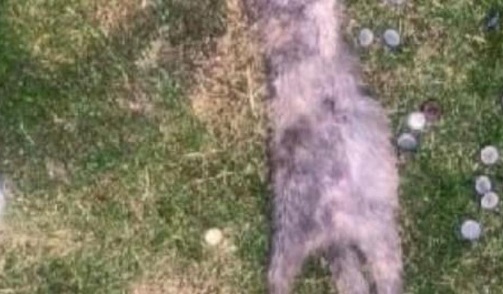 ¡Atroz! 15 gatos fueron torturados y asesinados en Los Laches En las últimas horas, 15 gatos fueron encontrados muertos luego de una vil tortura en el barrio Los Laches de la localidad de Santa Fe.
