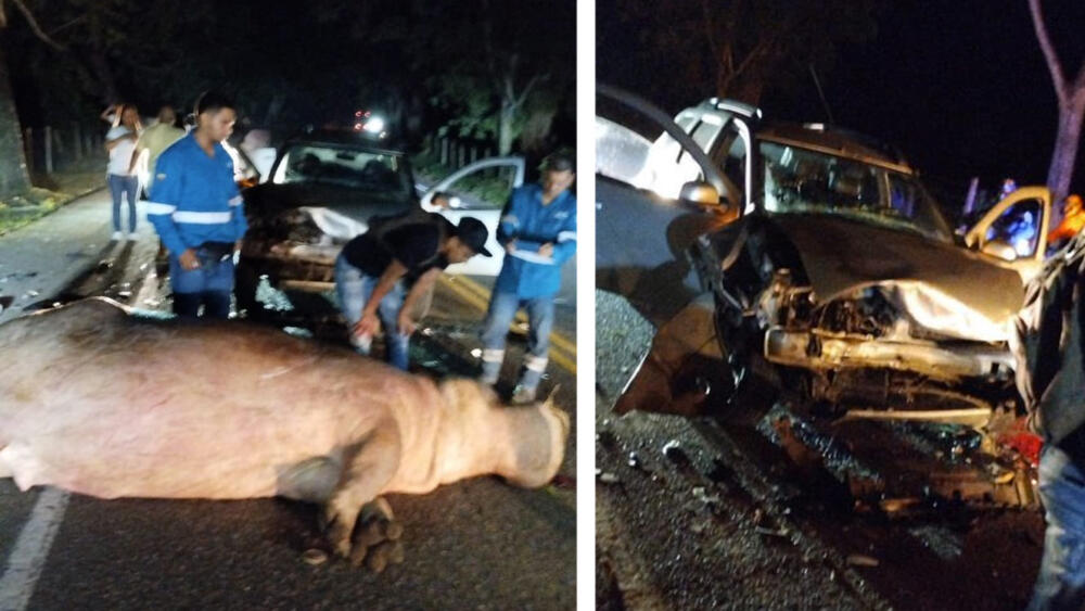 Terrible accidente mató a uno de los hipopótamos de Pablo Escobar Un aparatoso accidente de tránsito cobró la vida de un hipopótamo que se encontraba sobre la vía Medellín-Bogotá.