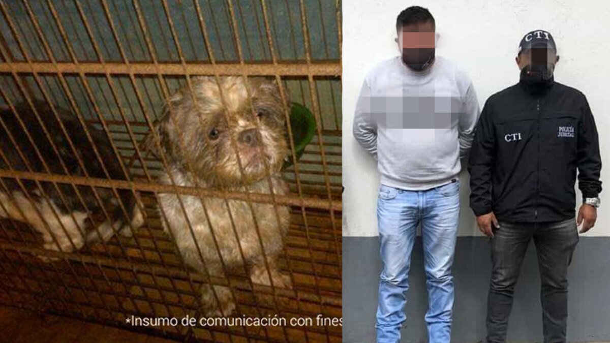 Condenaron a un hombre que tenía en pésimas condiciones a 44 perros José Segundo Gabriel Bermúdez Gutiérrez fue condenado en primera instancia por la Fiscalía General de la Nación por mantener a 44 perros en condiciones precarias en un criadero ilegal ubicado en el sur de Bogotá.