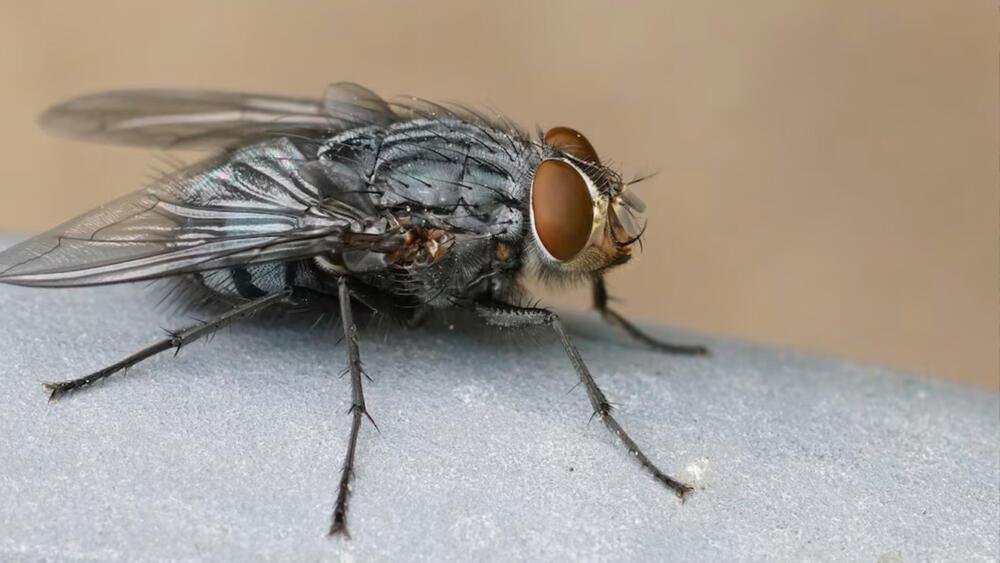 El desastre que se desataría en el mundo si desaparecen las moscas Las moscas, aunque pueden resultar repulsivas, tienen una curiosa importancia que influye tanto en la tierra como en la atmósfera.
