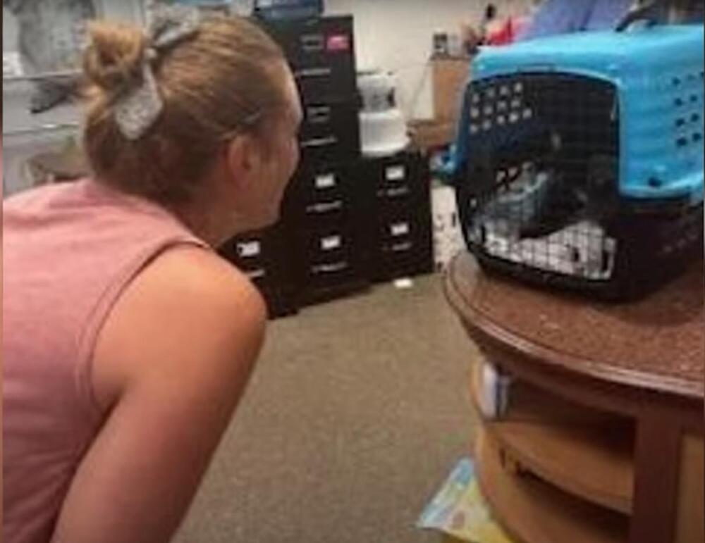 Emotivo reencuentro de una mujer con su gato luego de 10 años Una mujer logró recuperar a su gato luego que de estuviera desaparecido por 10 años.