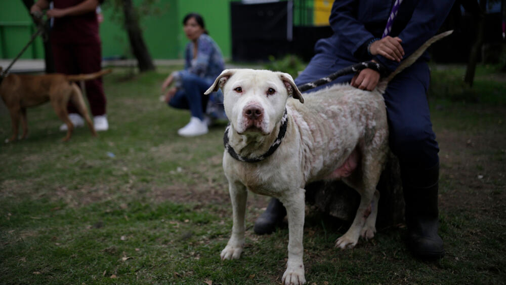 Envenenamiento masivo de mascotas en Ciudad Bolívar 10 perritos fallecieron tras haber sido envenenados en la localidad de Ciudad Bolívar.