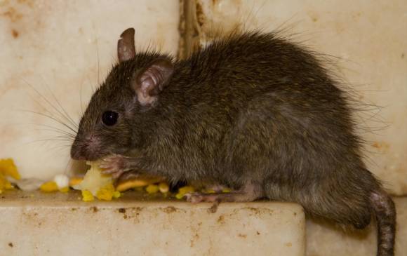 Gran preocupación por plaga de ratones en Bogotá Los ratones tienen asechadas varias zonas de la capital.