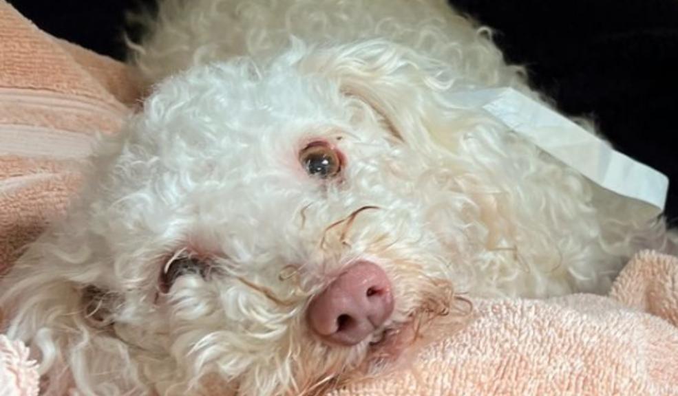 Rescataron a un perrito con sobredosis de droga Hallaron a un perrito french-poodle con una sobredosis de fentanilo.