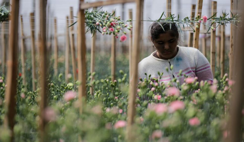 Productores de flores se preparan para el día de la madre El día de la madre, que se celebra en Colombia el próximo domingo 14 de mayo, es la celebración más importante para el comercio durante el primer semestre del año.