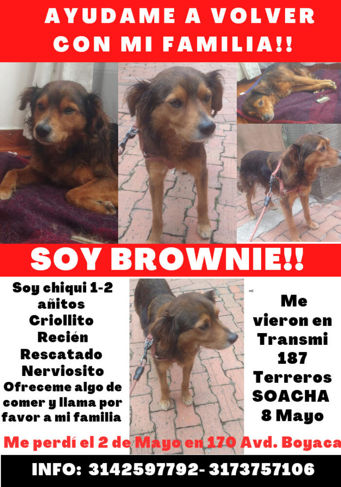 Familia pide ayuda para encontrar a Brownie