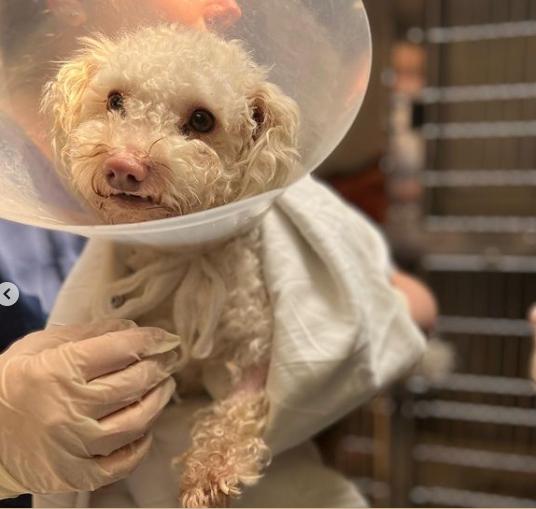 Rescataron a un perrito con sobredosis de droga Hallaron a un perrito french-poodle con una sobredosis de fentanilo.