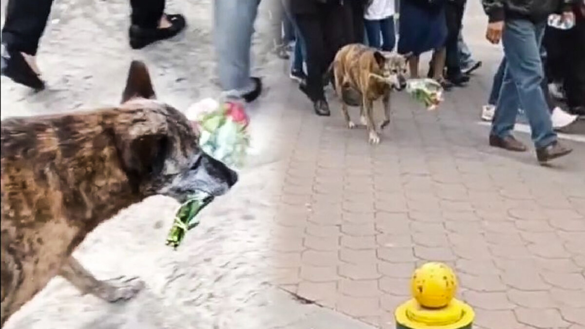Conmovedor video: perrita llevó flores al funeral de su dueño para despedirlo Una perrita se ha vuelto viral en redes sociales luego de que quedara registrado el momento en que esta mascota llevó flores al funeral de su dueño.