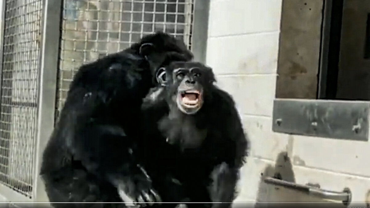 El emotivo momento en el que una chimpancé ve el cielo por primera vez en su vida Vainilla es una Chimpancé de 29 años que fue rescatada de un laboratorio experimental en Estados Unidos y que en las redes sociales se ha hecho viral el momento en el que ve el cielo por primera vez en su vida cuando llegó al santuario Save the Chimps de Fort Pierce, en Florida.