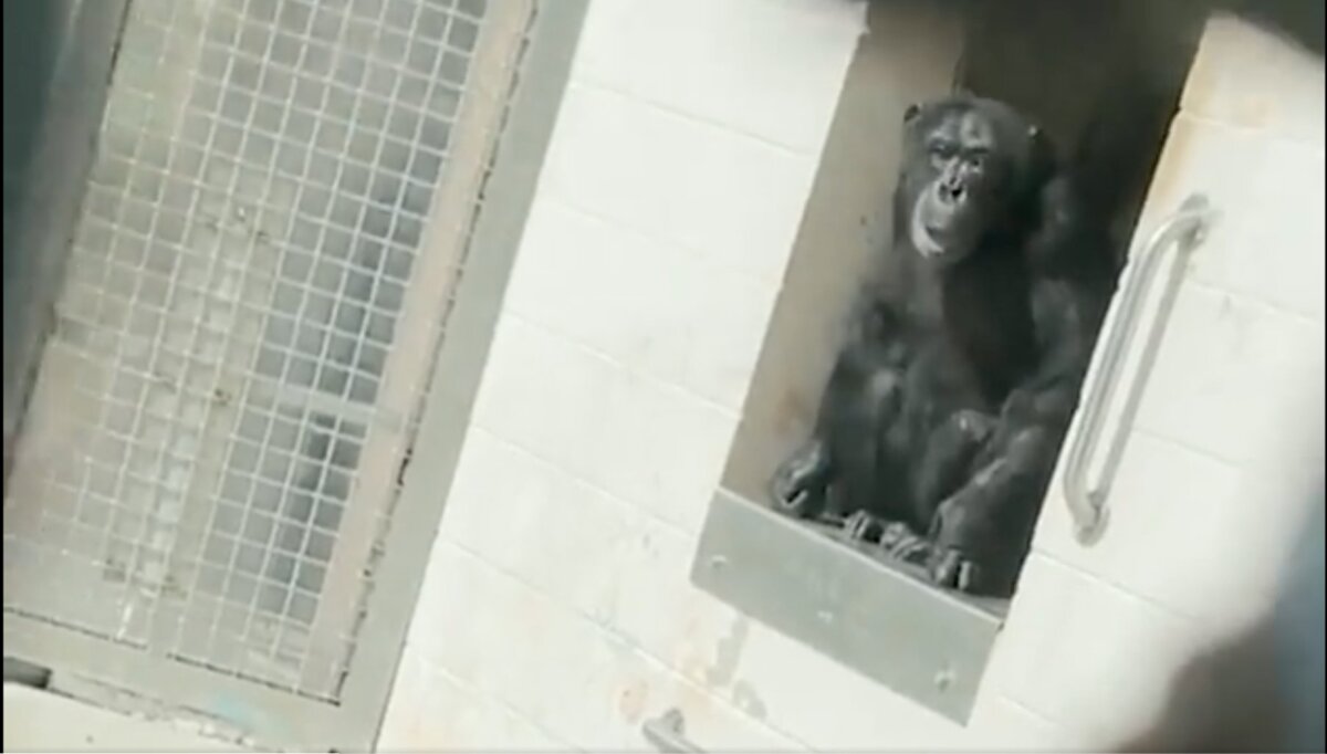 El emotivo momento en el que una chimpancé ve el cielo por primera vez en su vida Vainilla es una Chimpancé de 29 años que fue rescatada de un laboratorio experimental en Estados Unidos y que en las redes sociales se ha hecho viral el momento en el que ve el cielo por primera vez en su vida cuando llegó al santuario Save the Chimps de Fort Pierce, en Florida.