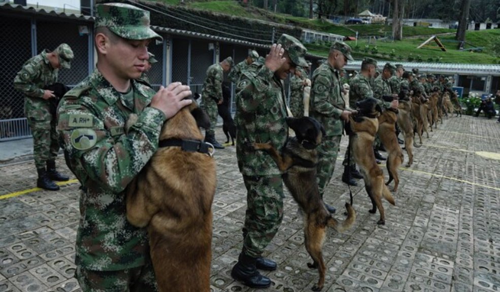 Así son entrenados los perros héroes como 'Wilson' Les contamos cómo es el entrenamiento de los perros que hacen parte de las Fuerzas Militares.