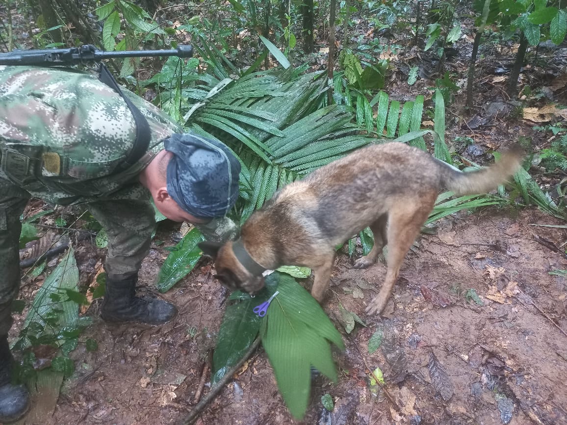 Wilson, el perro que halló a los niños en el Guaviare, está perdido Wilson, el perro que encontró a los niños desaparecidos en el Guaviare, está perdido. Autoridades están tras su paradero.