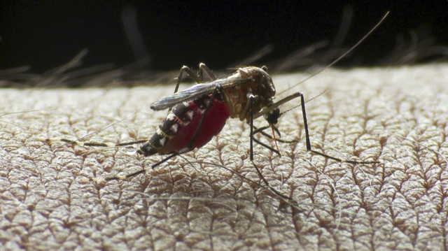 Alerta en Colombia por aumento de dengue En Colombia hay alerta debido al incremento de infectados por dengue. Esto ha llevado a que las autoridades de salud movilicen equipos de trabajo para disminuir el impacto del virus y su propagación.