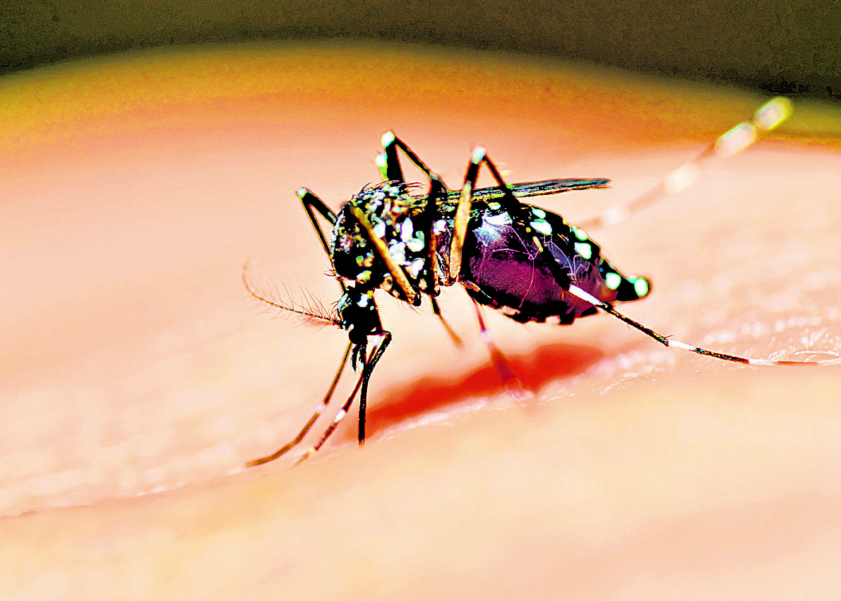 Así se podrá deshacer de los mosquitos Estas son algunas de las cosas que más atraen a los mosquitos.