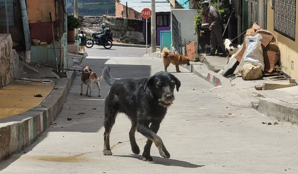 En Ciudad Bolívar: comunidad denuncia atroz ola de violencia contra animales El caso más reciente ocurrió en Brisas del Volador, en la parte alta de Ciudad Bolívar, donde la comunidad aseguró que han aparecido varios perros apuñalados en los últimos días.