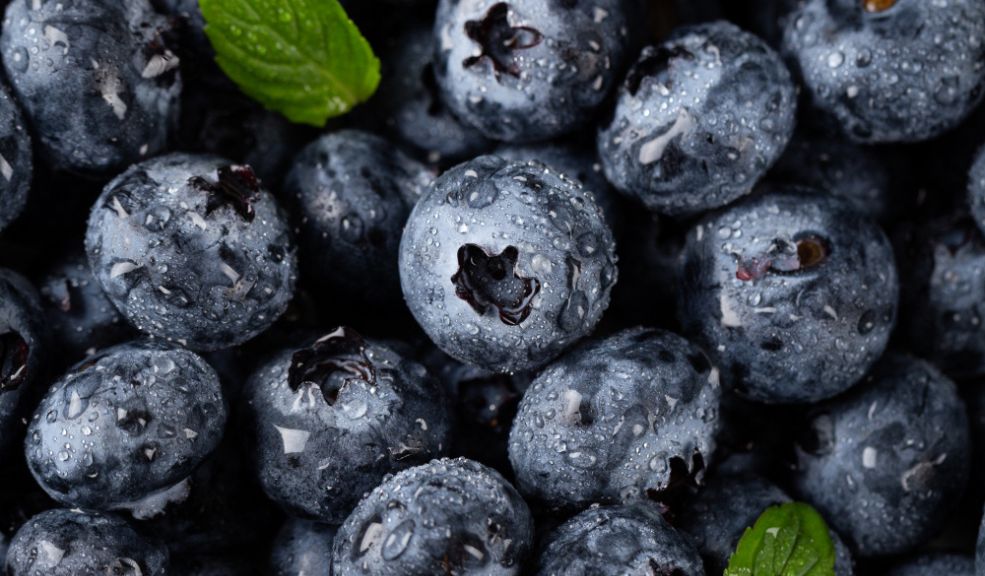 La fruta “anticolesterol” que previene el cáncer y que aumenta la capacidad de la memoria Los arándanos azules son una fuente invaluable de nutrientes y antioxidantes que pueden marcar una diferencia significativa en la salud y el bienestar. Esta fruta puede ayudarle más de lo que se imagina.