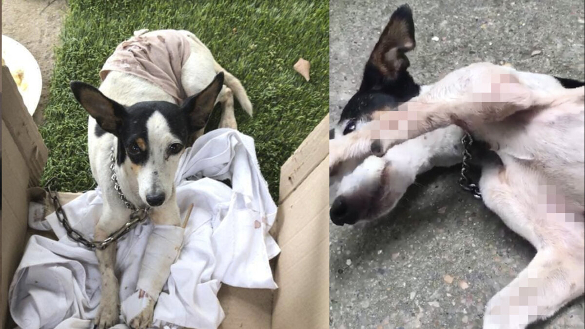 Peligroso Pitbull atacó brutalmente a una perrita en Cundinamarca Un perro de raza pitbull por poco termina acabando con la vida de una perrita en Girardot, Cundinamarca.