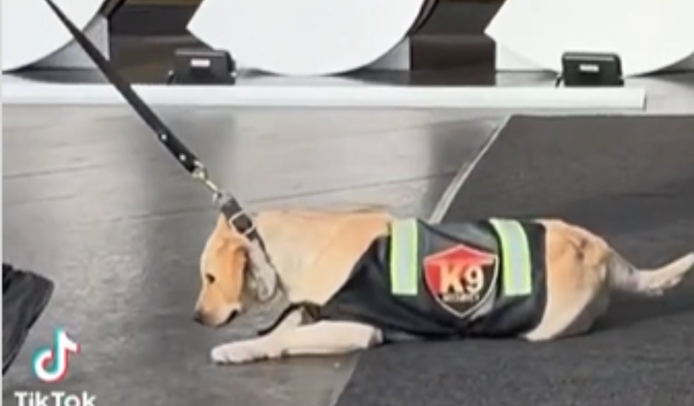 Denuncian maltrato animal contra un perrito en el centro comercial Andino Un perrito es arrastrado para continuar con sus labores de vigilancia en el centro comercial Andino.