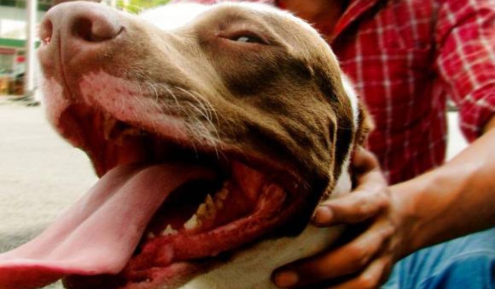 Procuraduría exige más control a perros Pitbull por aumento de ataques a menores Por cuenta de los casos reportados en los últimos días por ataques de perros raza Pitbull, la Procuraduría pidió endurecer las medidas.