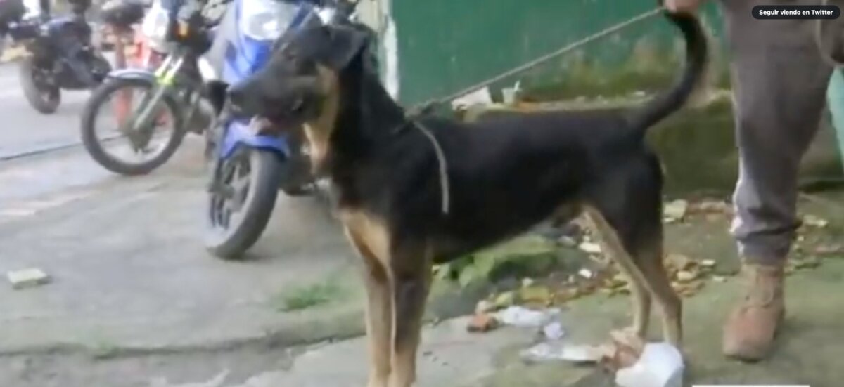 Trotski, el perro que salvó una familia en Quetame Dos perros se encuentran apoyando las labores de Búsqueda en Quetame, Cundinamarca.