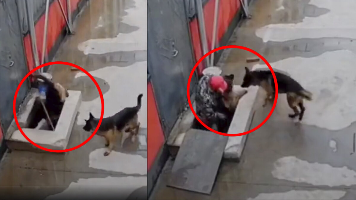 ¡Conmovedor! Perrito pidió ayuda para rescatar a su amigo En video quedó registrada la heroica acción de un canino para lograr salvar a su amigo perruno.