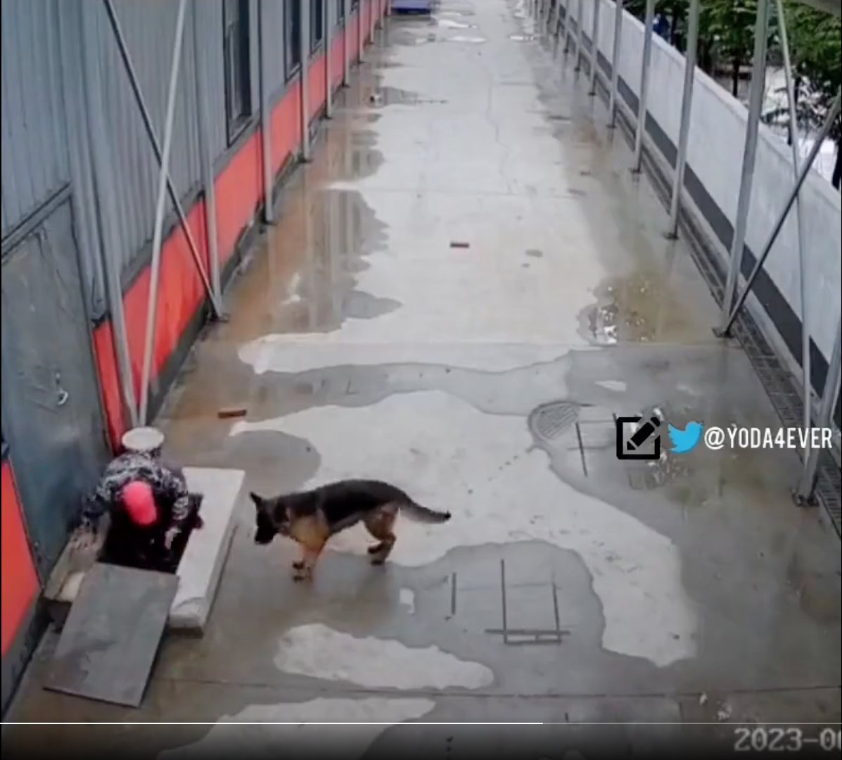 ¡Conmovedor! Perrito pidió ayuda para rescatar a su amigo En video quedó registrada la heroica acción de un canino para lograr salvar a su amigo perruno.