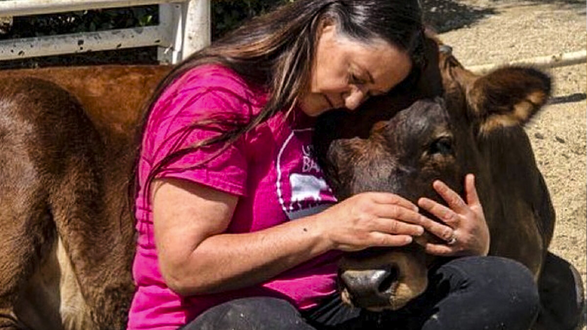 ¿Por qué abrazar vacas se convirtió en una nueva tendencia? Abrazar vacas se ha convertido en una práctica terapéutica.
