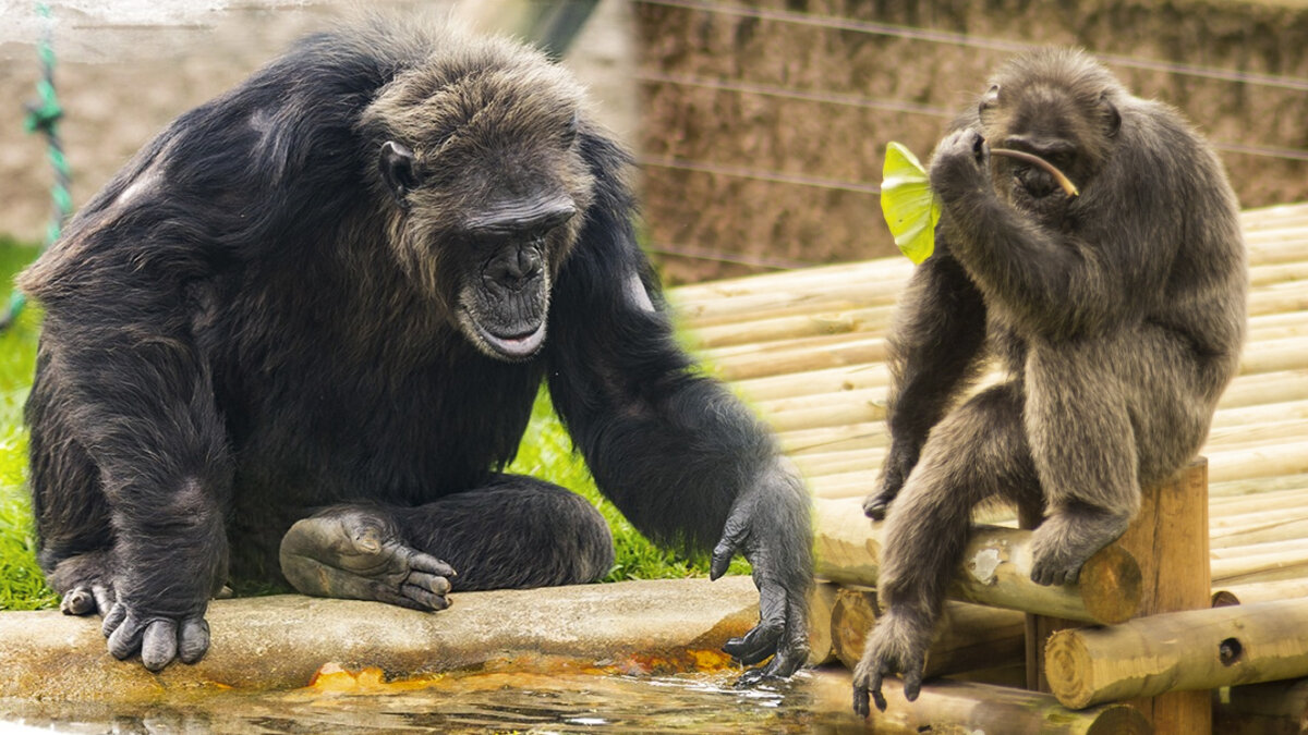 ¿Por qué sacrificaron a los dos chimpancés que escaparon del Bioparque Ukumarí? En la noche del domingo 23 de julio se reportó el escape de Pancho y Chita, dos chimpancés que se encontraban en el Bioparque Ukumarí, de Risaralda, y esta mañana se confirmó el sacrificio de los animales por parte de las autoridades.