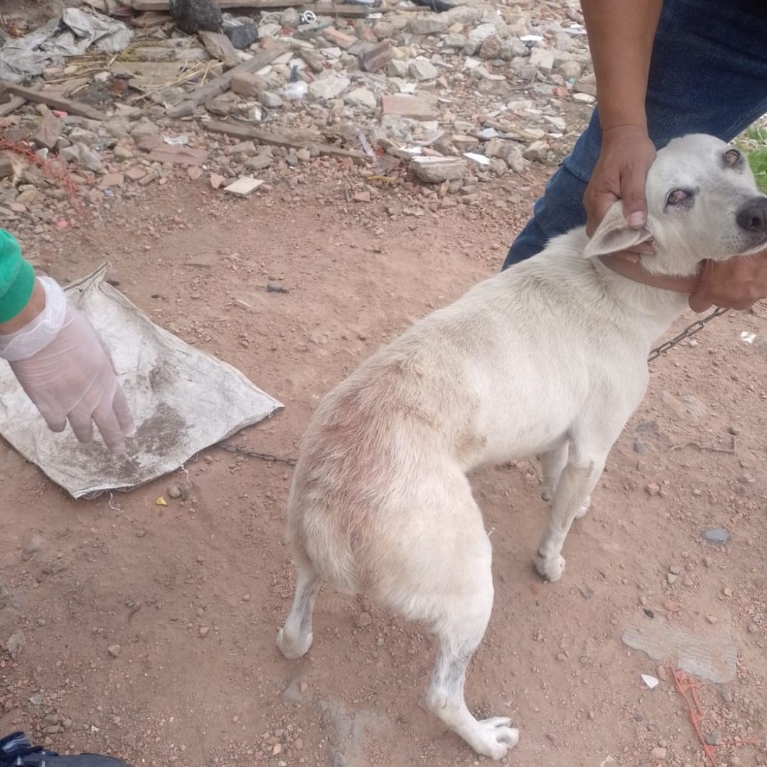 Rescataron a 5 perritos víctimas de presunto maltrato animal 