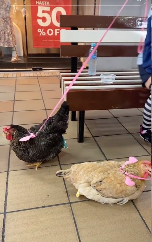 EN VIDEO: Sacaron a pasear a gallinas en centro comercial En vídeo quedó registrado el momento en que dos gallinas iban paseando junto a sus dueños en Multicentro, un centro comercial ubicado en la ciudad de Ibagué.