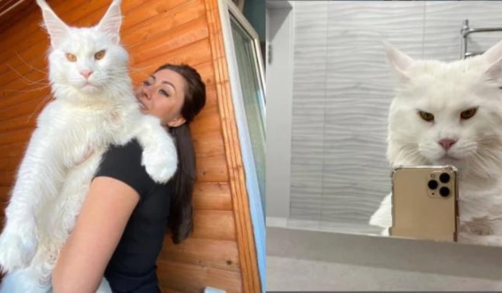Este es Kéfir, el gato que podría ser el más grande del mundo Hay un gato que por estos días es tendencia en redes sociales. Se llama Kéfir y, además de las fotos y videos de momentos divertidos que comparte su dueña, ha llamado la atención de los internautas por su gran tamaño.