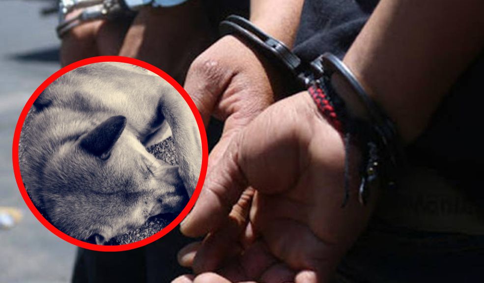 Mujer fue enviada a la cárcel por haber torturado y asesinado a sus mascotas en Bosa