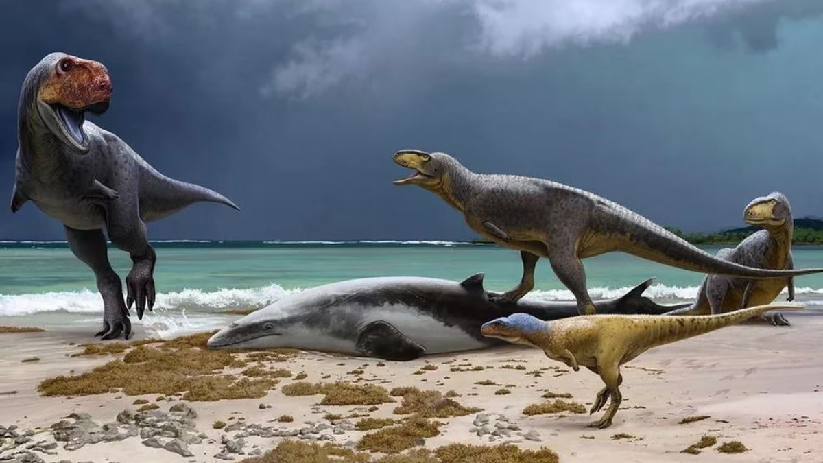 Descubrieron dos especies de dinosaurios que serian primos del Tiranosaurio rex Científicos descubrieron dos nuevas especies de dinosaurios que eran primos del Tiranosaurio rex, pero con una particularidad, pues tenían hocicos similares a los de un bulldog y brazos más pequeños.